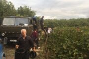 Viinamarjade koristamine Gruusia