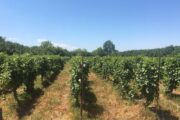 Gruusia viinamarjapõld